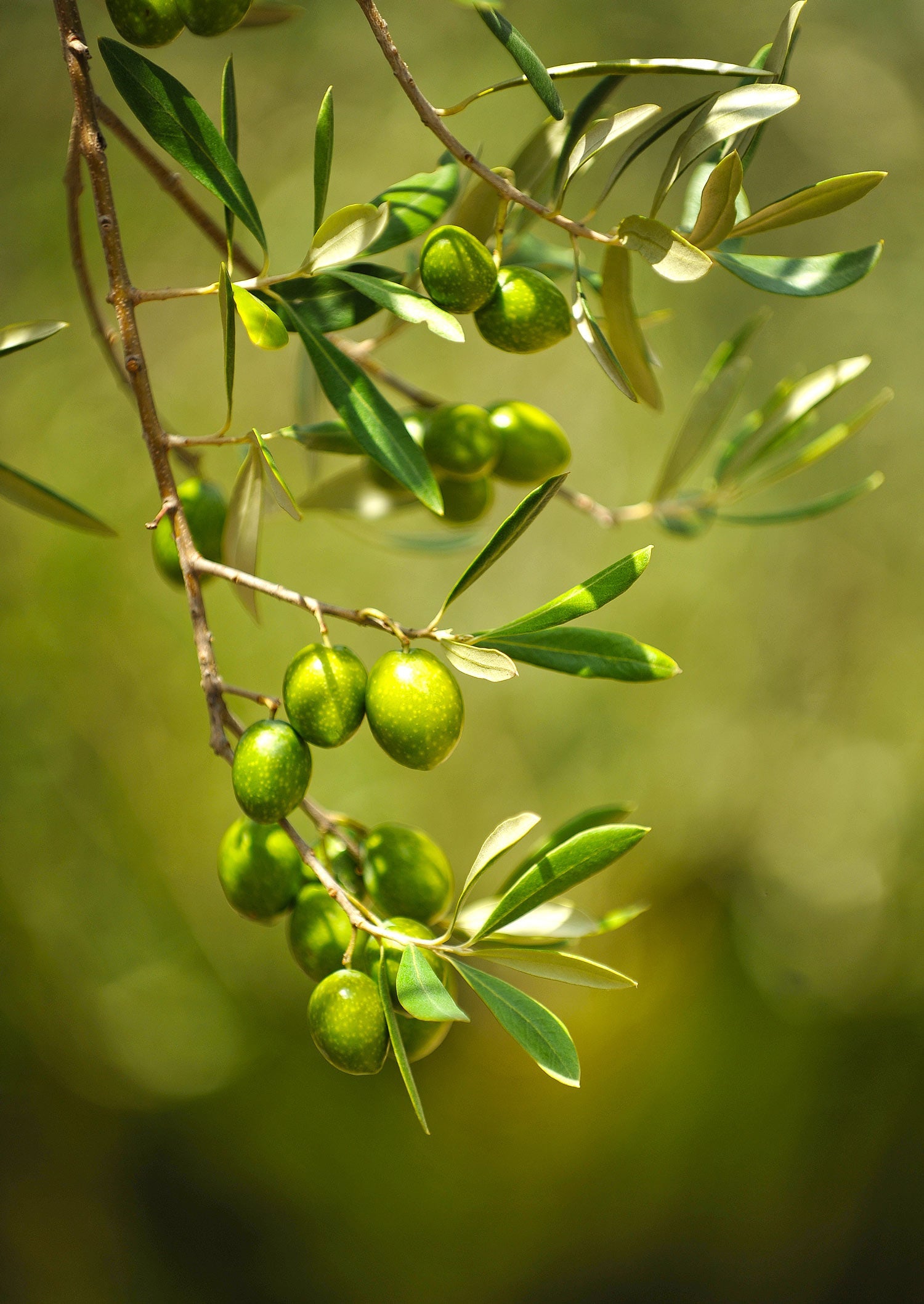 Why Extra Virgin Olive Oil from Picual Olives Is in a League of Its Own